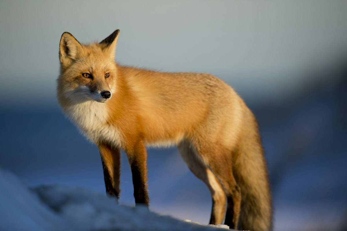 Fuchsbau fox — collective mascot